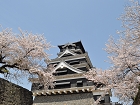 熊本城（桜）.JPG